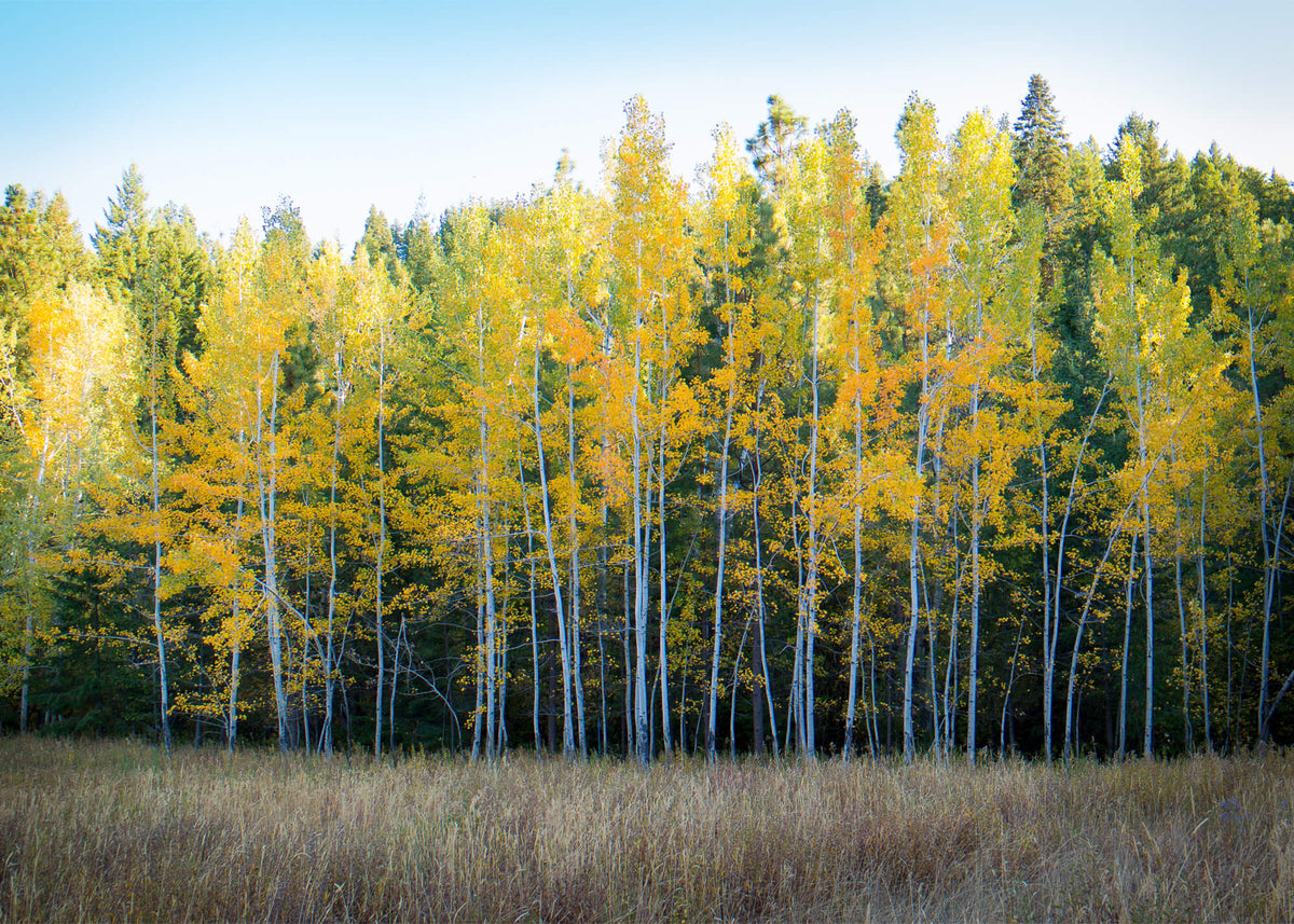 Responsible Wood Sourcing